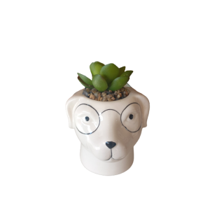 Vasinho Suculenta Cabeça De Cachorro
